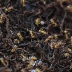 Fire ant infestations fought in East, South Maui